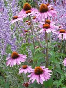 Echinacea